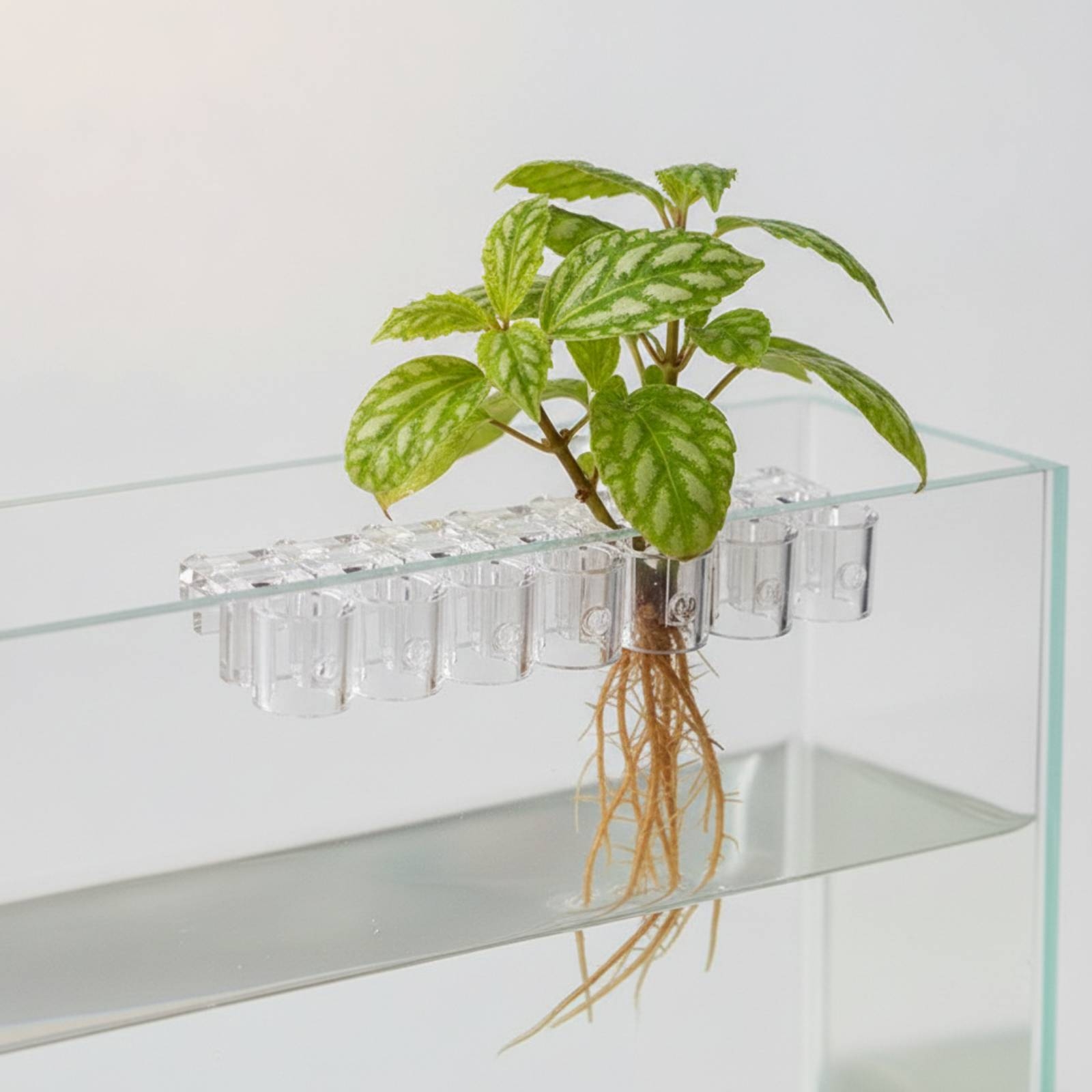 6 Buah Penjepit Penyangga Hidr - Aquarium Plants ulasan dan harga