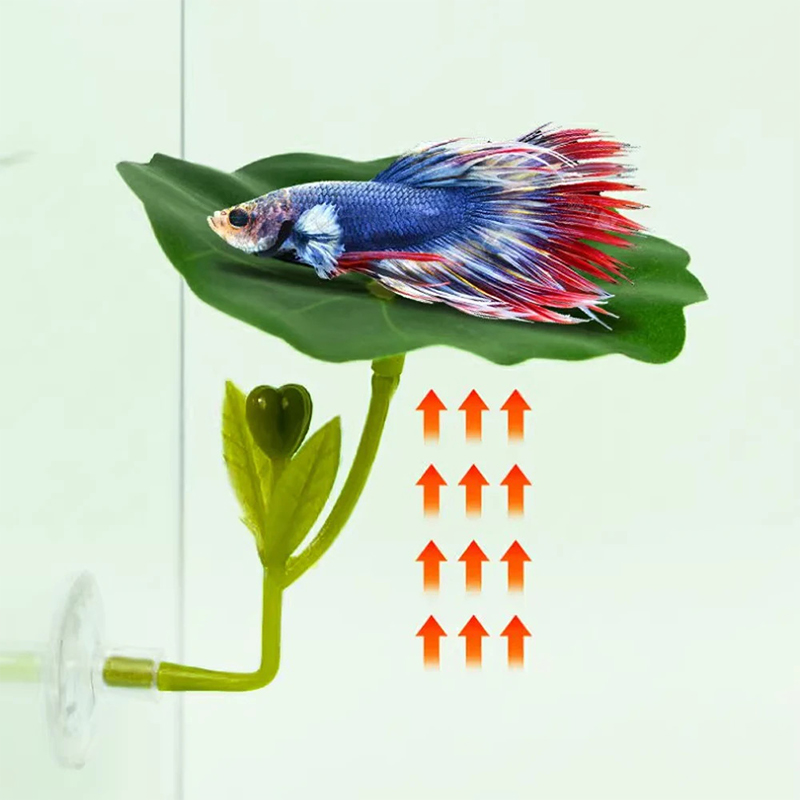 (Ce14)1/5PC Akuarium Daun Hija - Betta Fish Tank ulasan dan harga